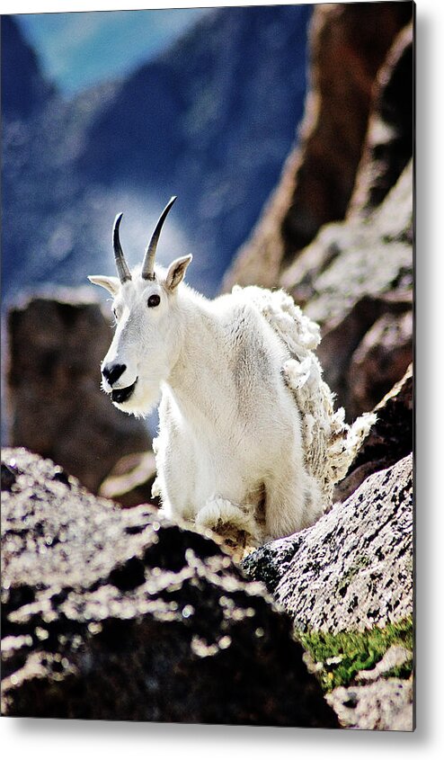 Colorado Metal Print featuring the photograph Billy Black Tongue by Kevin Munro