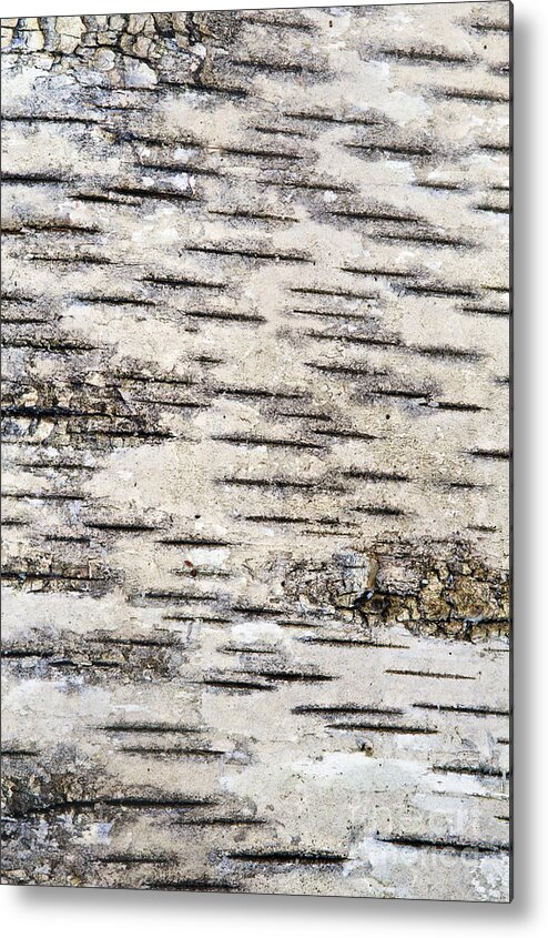 Abstract Metal Print featuring the photograph Birch Bark by Bill Brennan - Printscapes