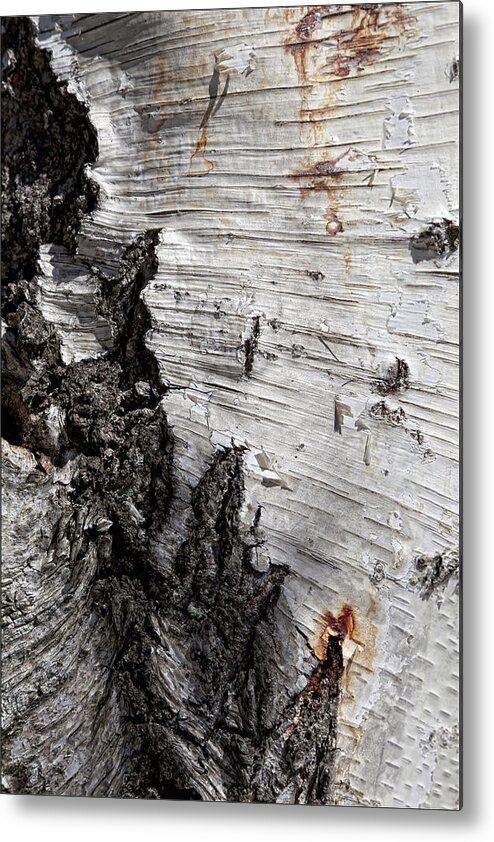 Bark Metal Print featuring the photograph Birch Bark by Robert Ullmann