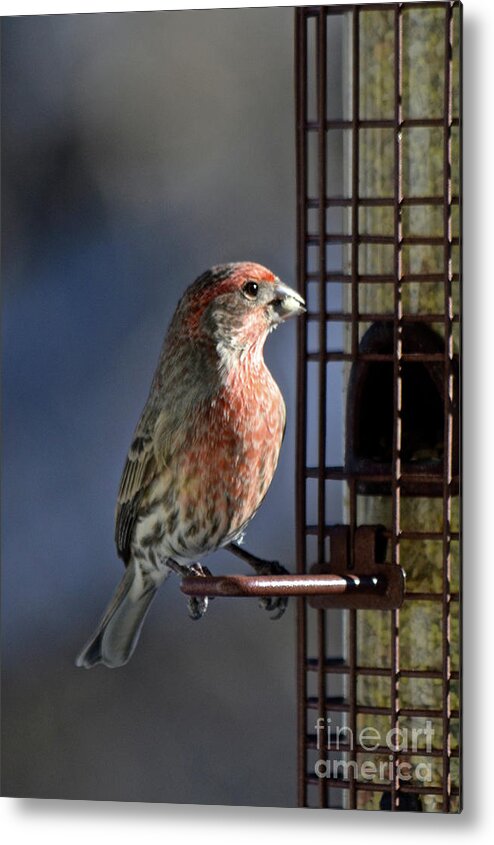  Metal Print featuring the photograph Bird Feeding in the Afternoon Sun by Cindy Schneider