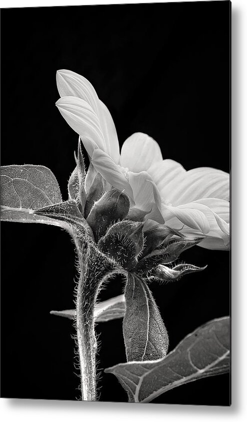 Black And White Sunflower Photo Metal Print featuring the photograph Black and White Baby Sunflower Print by Gwen Gibson