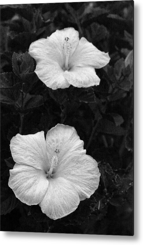 Flower Metal Print featuring the photograph Black and White Hibiscus Duo by Amy Fose