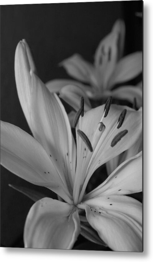 Flower Metal Print featuring the photograph Black and White Lilies 2 by Amy Fose