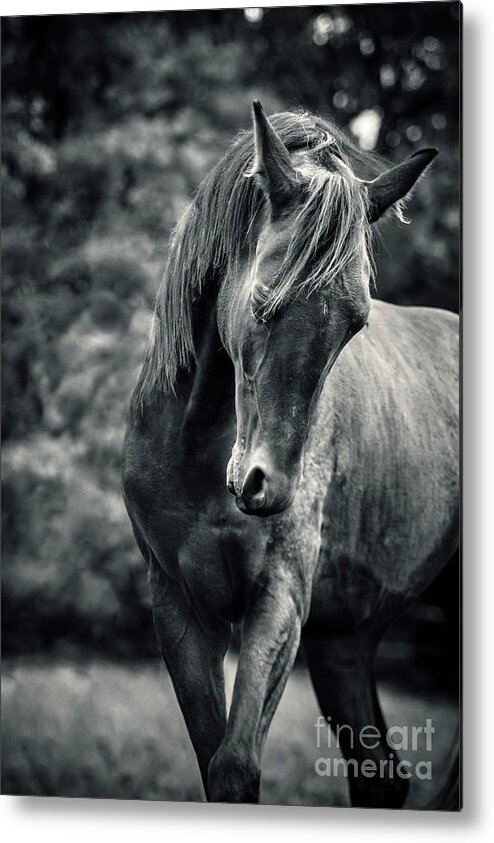 Horse Metal Print featuring the photograph Black and white portrait of horse by Dimitar Hristov