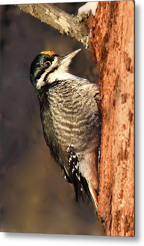 Bird Metal Print featuring the photograph Black-backed Woodpecker by Alan Lenk