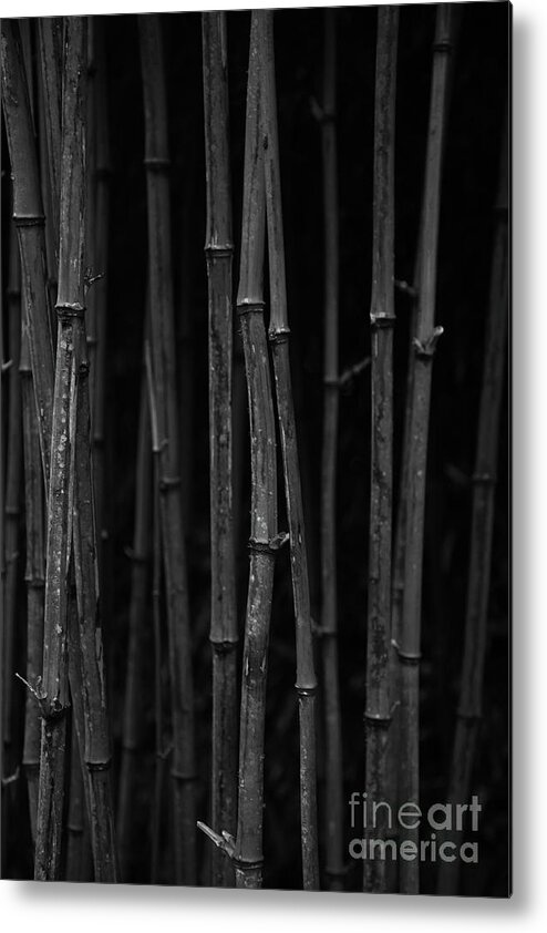 Bamboo Metal Print featuring the photograph Black Bamboo by Timothy Johnson