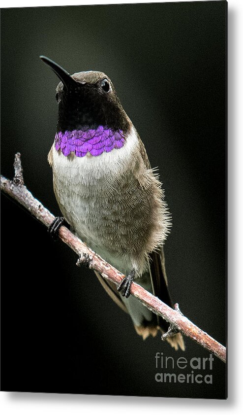Hummingbird Metal Print featuring the photograph Black-chinned Hummingbird by Lisa Manifold