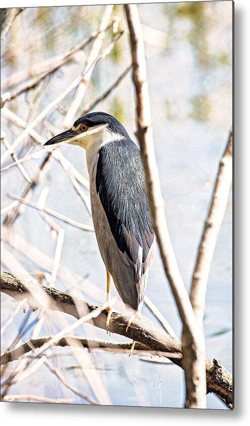 Bird Metal Print featuring the photograph Black Crowned Night Heron by Michael White