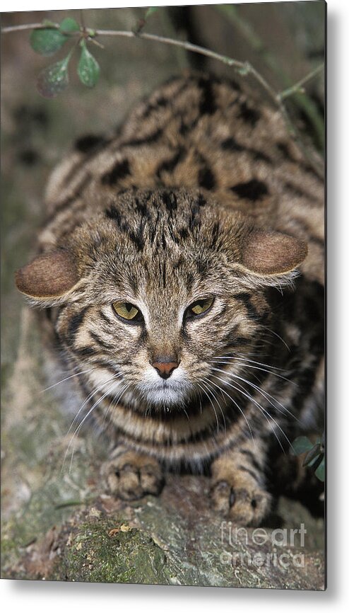 Adult Metal Print featuring the photograph Black-footed Cat Felis Nigripes by Gerard Lacz