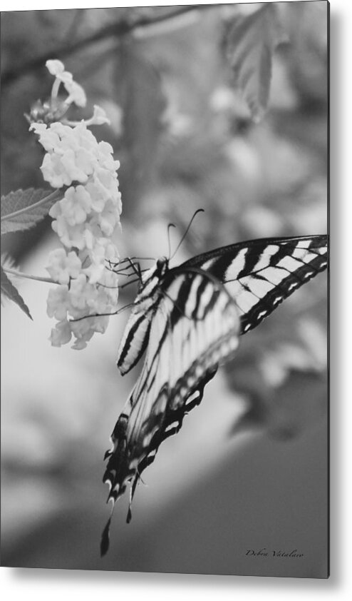 Butterfly Collection Art Metal Print featuring the photograph Black/white BUTTERFLY by Debra   Vatalaro