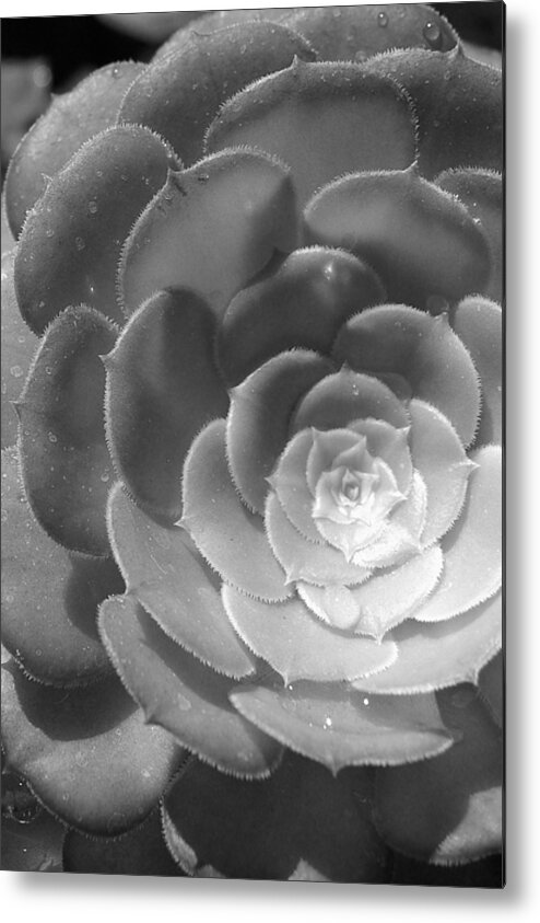 Flower Metal Print featuring the photograph Blackand White Cabbage Cactus by Amy Fose