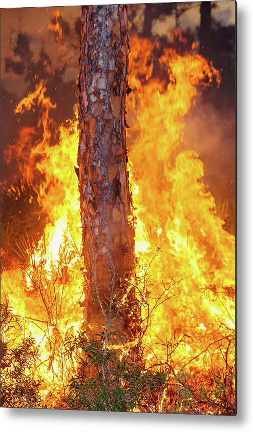 Fire Metal Print featuring the photograph Blazing Pine by Arthur Dodd