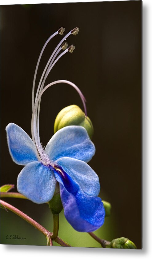 Flower Metal Print featuring the photograph Blooming Butterfly by Christopher Holmes