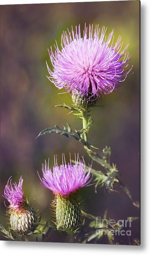 Nature Metal Print featuring the photograph Blooming Thistle by Sharon McConnell