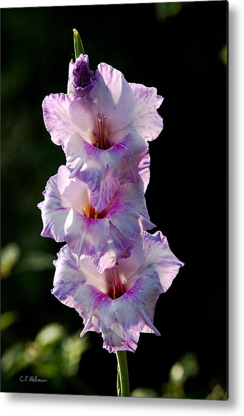 Blooms Metal Print featuring the photograph Blooms on a Stick by Christopher Holmes