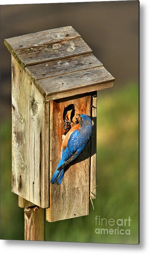 Bluebirds Metal Print featuring the photograph Bluebird Feeding Time by Adam Jewell