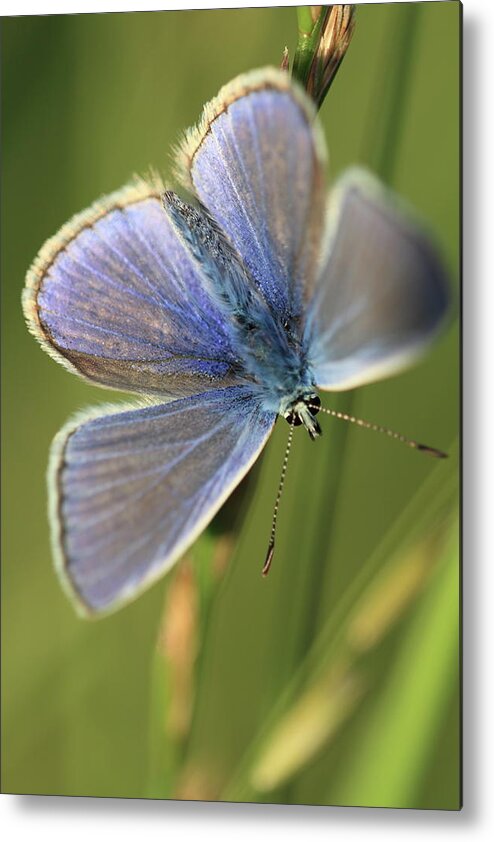 Blue Butterfly Metal Print featuring the photograph Blue Butterfly by Ian Sanders