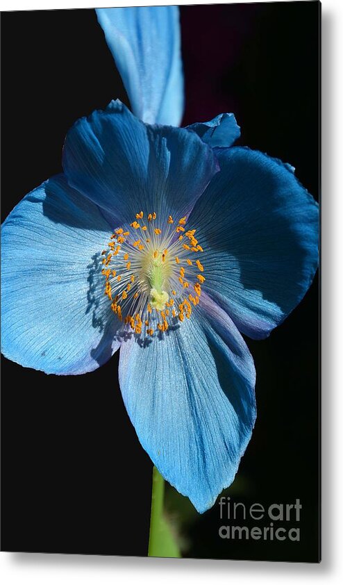 Poppy Metal Print featuring the photograph Blue Cross by Cindy Manero