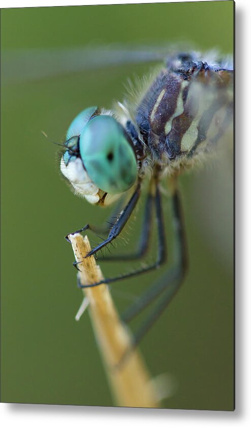 Dragonfly Metal Print featuring the photograph Blue Dasher Dragonfly #2 by Paul Rebmann