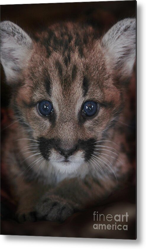 Cat Metal Print featuring the photograph Blue Eyed Baby by Becqi Sherman