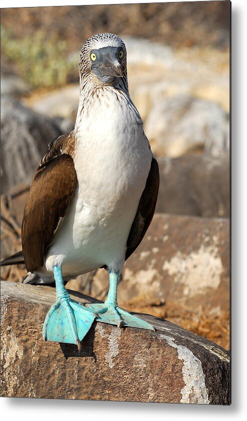 Seabirds Metal Print featuring the photograph Blue-footed Booby by Alan Lenk