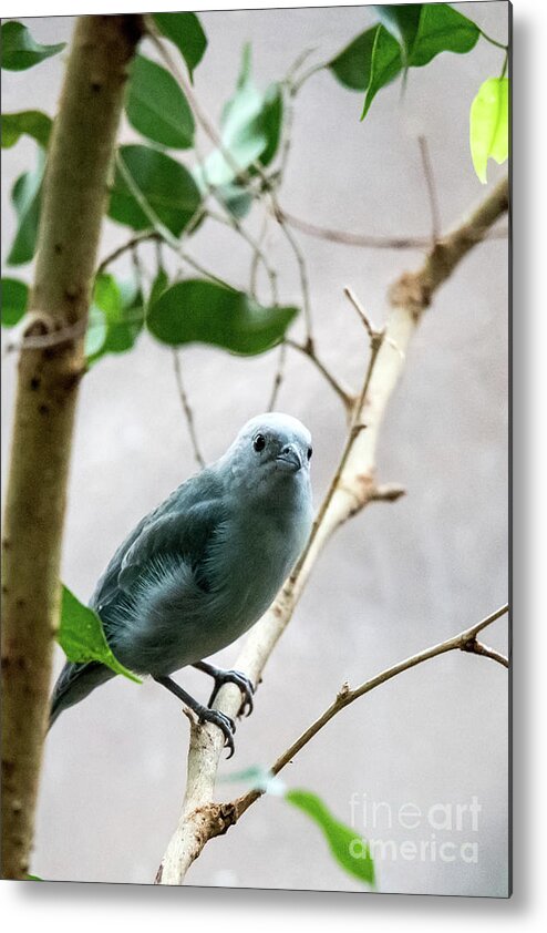 Bird Metal Print featuring the photograph Blue-Grey Tanager 2 by Ed Taylor