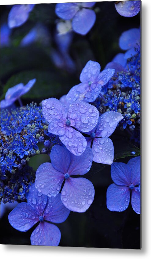 Flowers Metal Print featuring the photograph Blue Hydrangea by Noah Cole