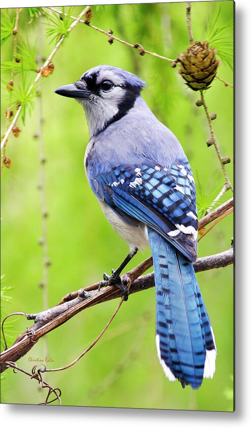 Blue Jay Metal Print featuring the photograph Blue Jay Bird by Christina Rollo