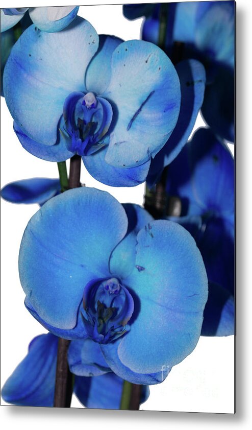 Orchid Metal Print featuring the photograph Blue Orchid 2 by Steve Purnell