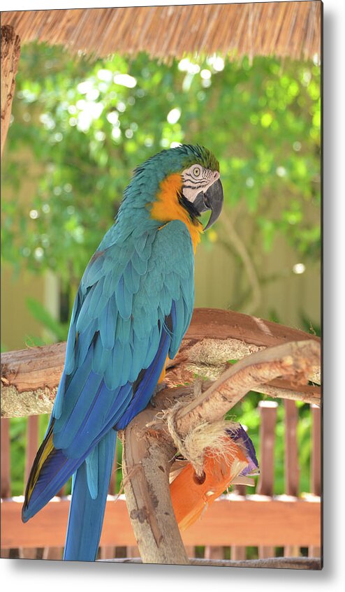 Parrot Metal Print featuring the photograph Blue Parrot with a Toy by Artful Imagery