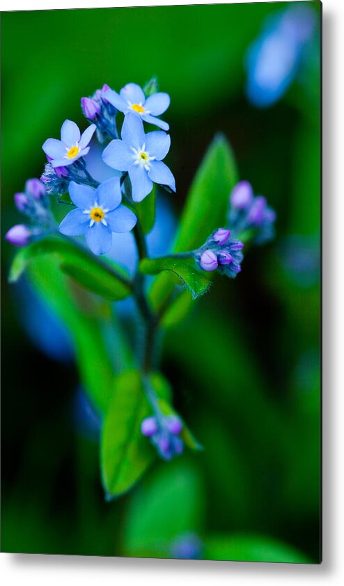 Wisconsin Metal Print featuring the photograph Blue Topper by David Heilman