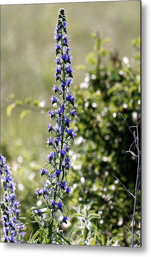 Agriculture Metal Print featuring the photograph Blue tower flower in the early morning light by Adrian Bud