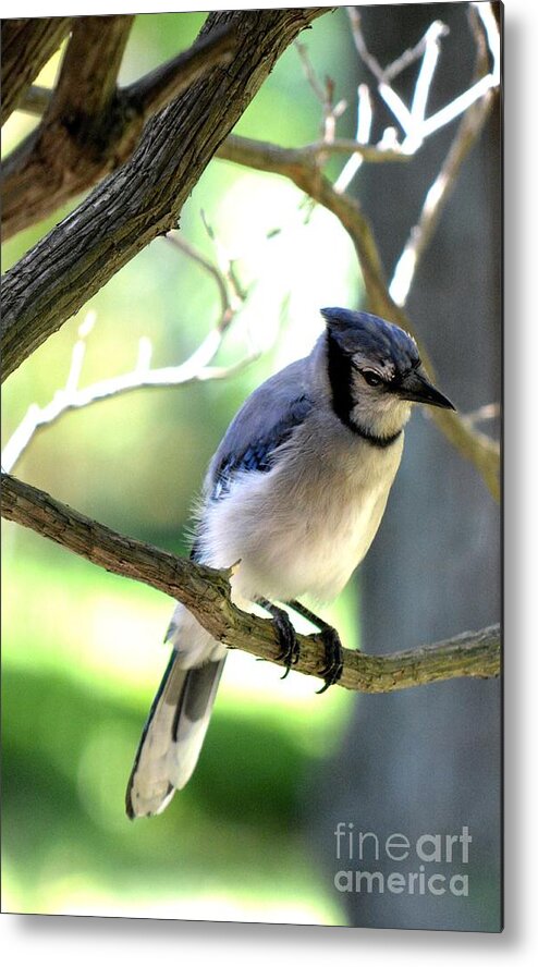 Bluejay Metal Print featuring the photograph Bluejay by Dani McEvoy