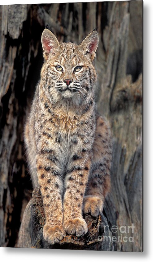 Dave Welling Metal Print featuring the photograph Bobcat Felis Rufus Captive by Dave Welling