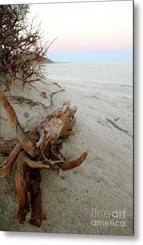Driftwood Metal Print featuring the photograph Bonanza Beach Driftwood by Becqi Sherman