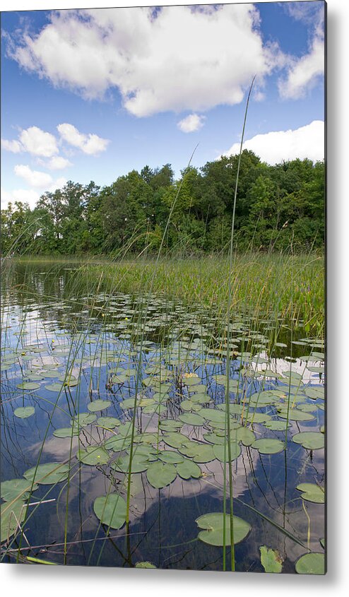 Borden Lake Metal Print featuring the photograph Borden Lake lily pads by Gary Eason