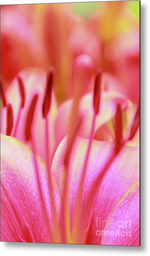 Flower Metal Print featuring the photograph Born to Blush by Becqi Sherman