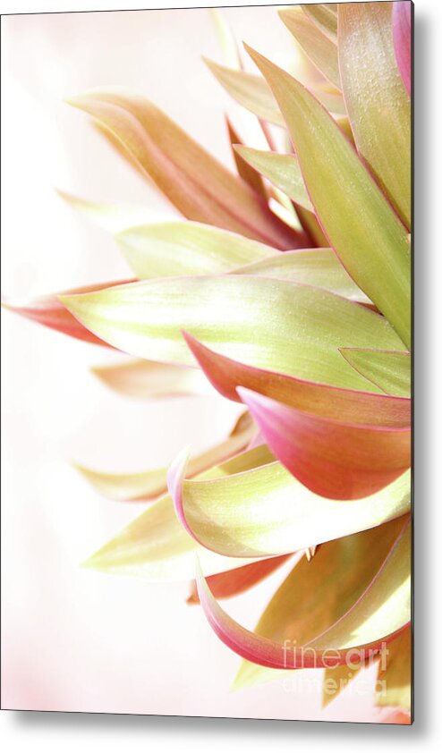 Plant Metal Print featuring the photograph Botanical Dance by Becqi Sherman