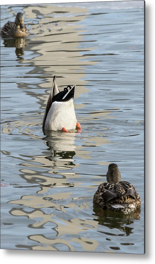 Ducks. Humor. Reflection Metal Print featuring the photograph Bottoms Up by Liz Albro