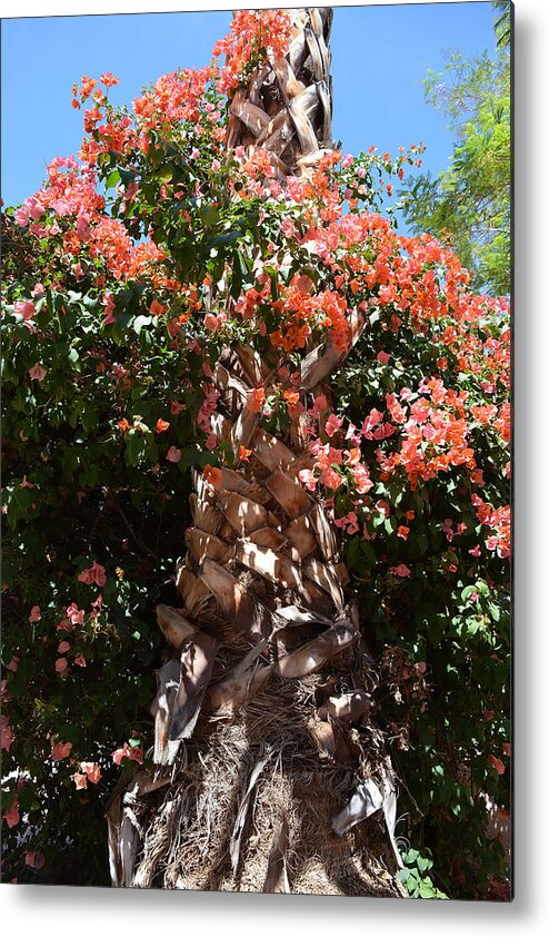 Bougainvillea Metal Print featuring the photograph Bougainvillea on Palm by Aimee L Maher ALM GALLERY