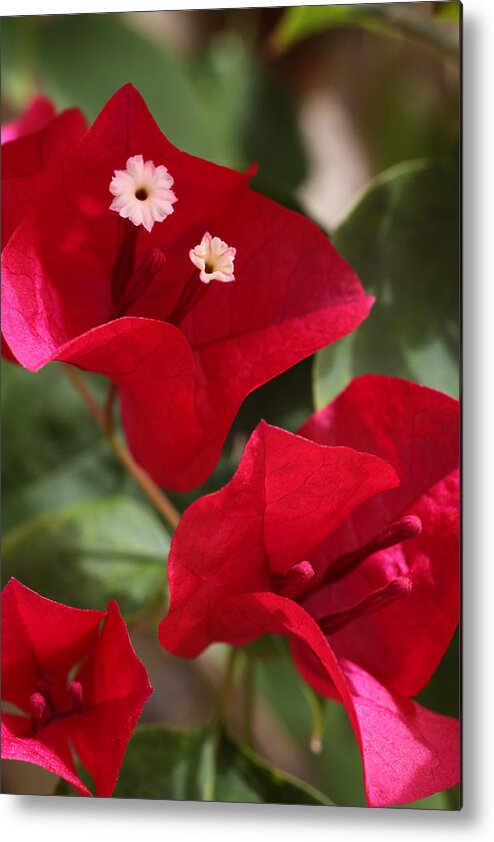 Flower Metal Print featuring the photograph Bougainvillea by Tammy Pool