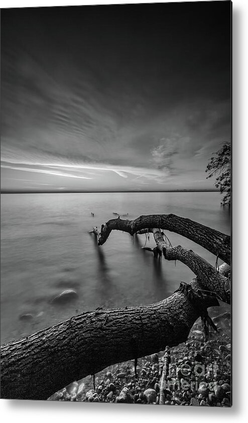 Andrew Slater Photography Metal Print featuring the photograph Branching Out - BW by Andrew Slater