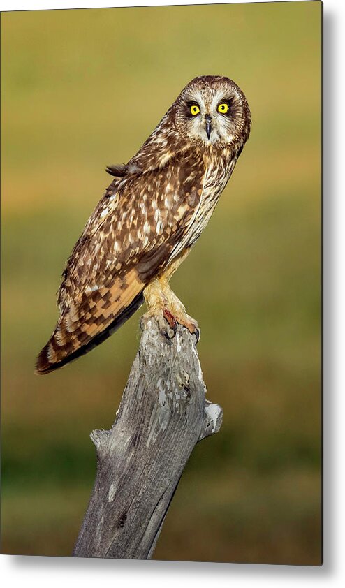 Owl Metal Print featuring the photograph Bright-eyed Owl by Michael Ash