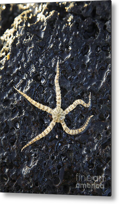 Aqua Metal Print featuring the photograph Brittle Star Fish by Brandon Tabiolo - Printscapes