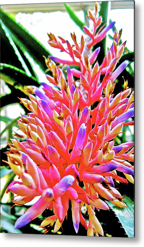 Bromeliad In National Botanical Garden Metal Print featuring the photograph Bromeliad in National Botanical Garden, Washington DC by Ruth Hager