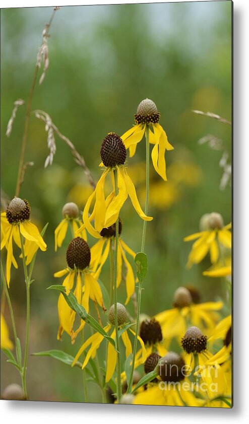 Brown-eyed Susan Metal Print featuring the photograph Brown-Eyed Susan by Maria Urso