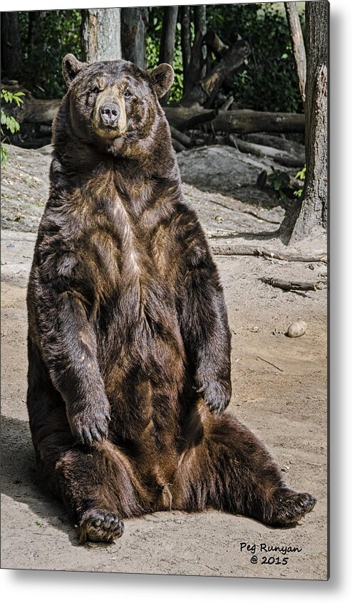 Black Bear Metal Print featuring the photograph Bruno the Bear by Peg Runyan