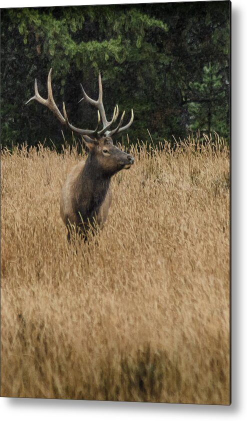 Dakota Metal Print featuring the photograph Bull Elk in Yellowstone by Greni Graph