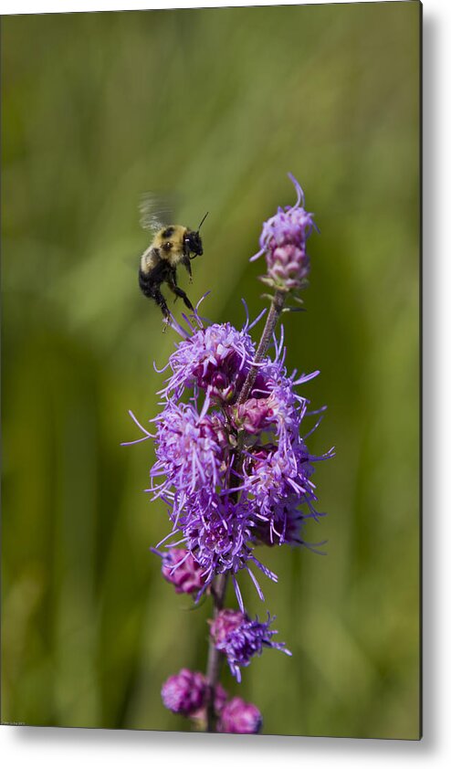 Wildflowers Metal Print featuring the photograph Bumble Bee Dance 8210 by Peter Skiba