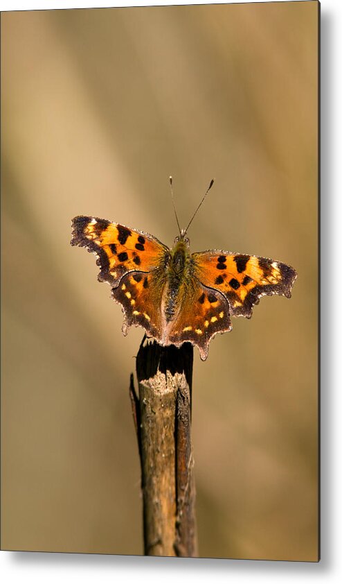 Butterfly Metal Print featuring the photograph Butterfly on a Stick by Randall Ingalls